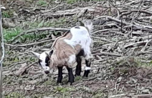 Quinta Da Bolota double room - Foto 20