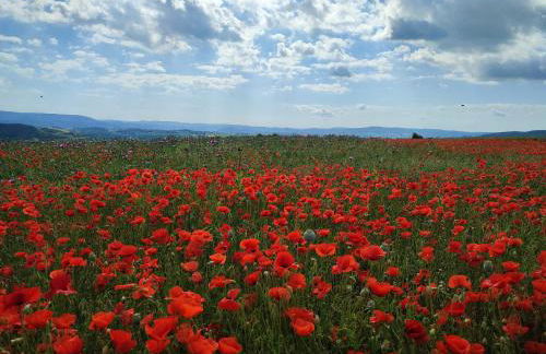 Ferienhaus Magnolie - Foto 47