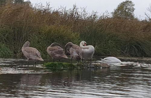 Serce Puszczy Wiartel - Foto 25