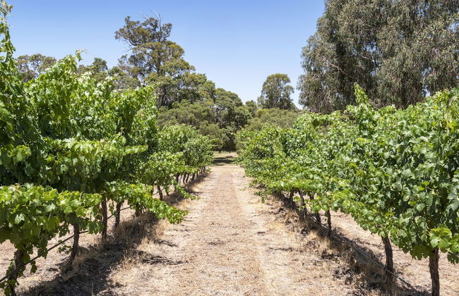 Island Brook Estate Vineyard and Chalets - Foto 51