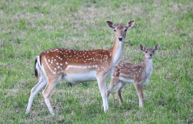 Holiday Apartment Hanal-hof - Photo 9