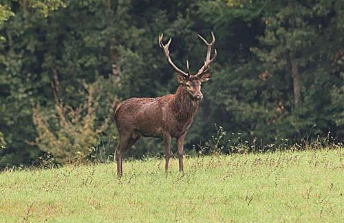 Gîte 4 pers proche cure thermale, Futuroscope, calme et nature à La Roche Posay - Foto 6