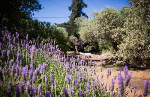 Olive Garden Villa Venetia - Foto 56