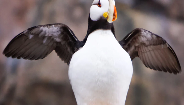 Northwestern Fjord Tour - Foto 3