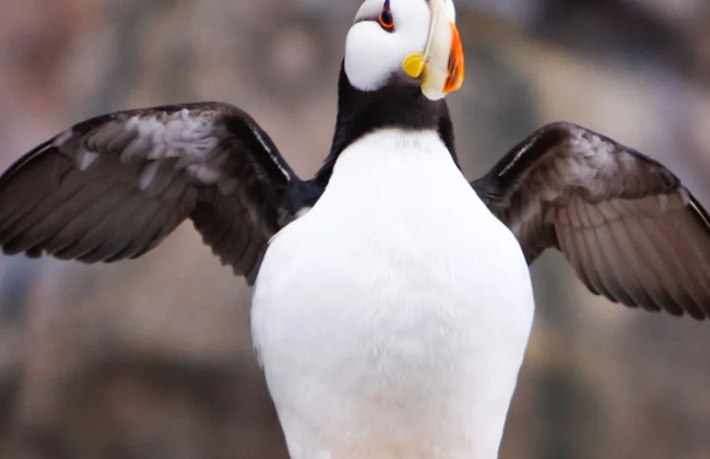 Northwestern Fjord Tour - Foto 3