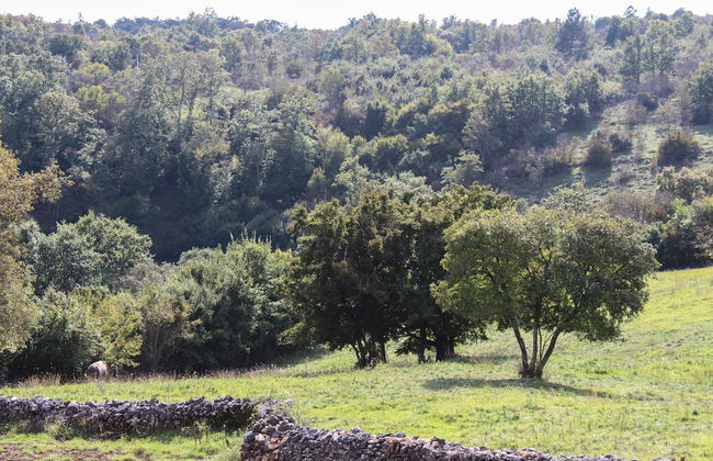 Arton Villa in the Heart of Istria - Photo 27