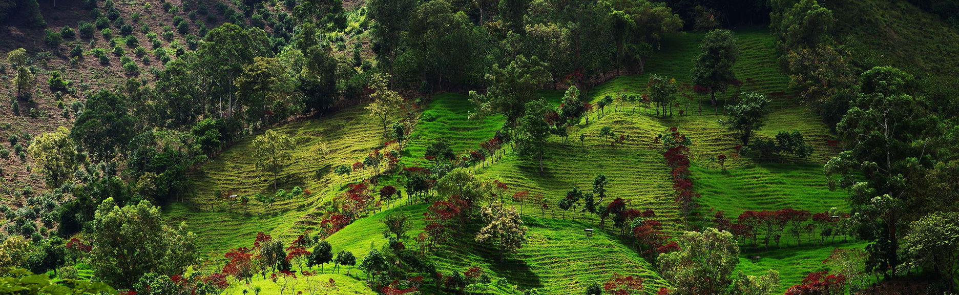 Excursión a Córdoba, Buenavista y Pijao