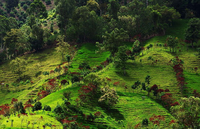 Excursion à Córdoba, Buenavista et Pijao - Photo 1