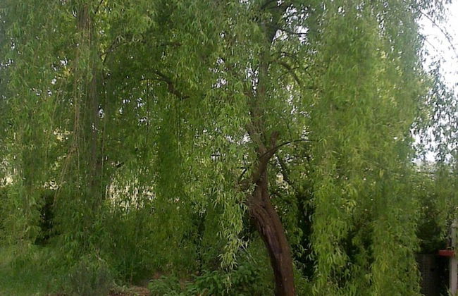 Artisti del Cavallo Tourism - Foto 23