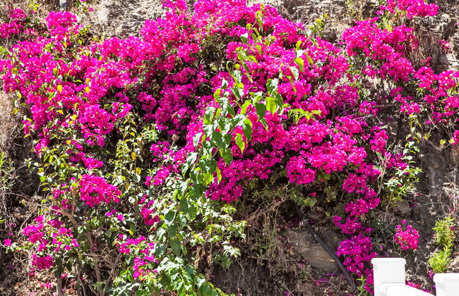 Villa Rosa Blanca - Photo 24