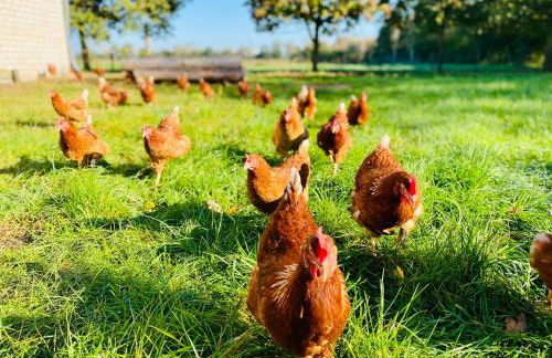 Ferienwohnung Birkenhof - Urlaub auf dem Bauernhof mit Blick ins Grüne - Foto 21