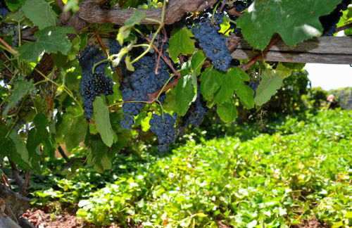 Casa d' Avó Zeza - Foto 80