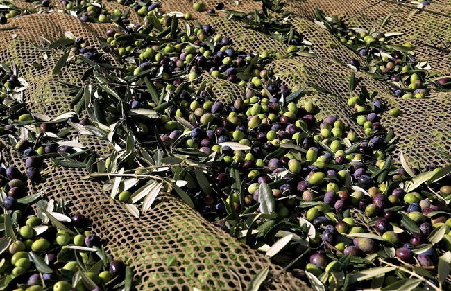 Agriturismo Via del Campo - Foto 23