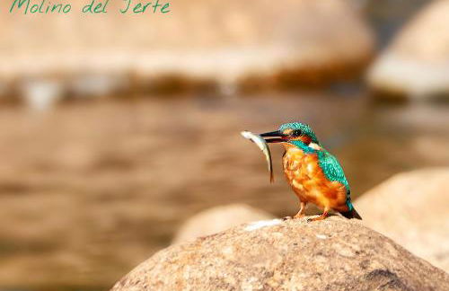 CASA RURAL MOLINO DEL JERTE - Foto 27