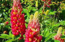 Honeysuckle Cabin - Photo 12