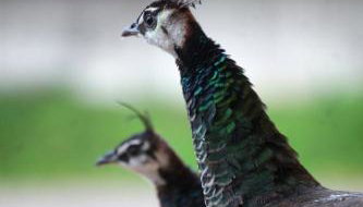 Tinyhaus Kirsch - Foto 5