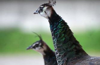 Tinyhaus Kirsch - Foto 5