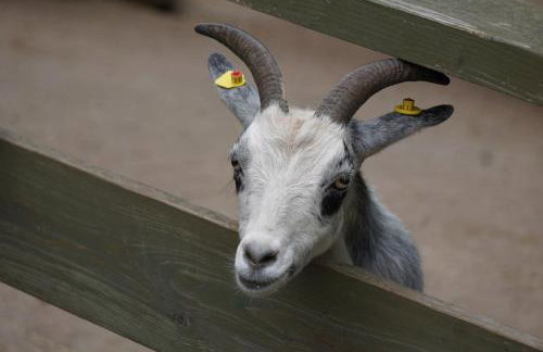 Ferienwohnung Altes Forsthaus Hella - Foto 24