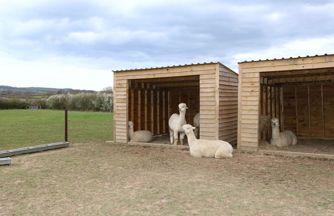 Dartmoor Reach Alpaca Farm - Foto 65