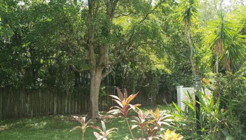 Apts with Backyard Near Fort Lauderdale Beach, Nightlife, Cruise Port, Airport - Foto 3, Garden