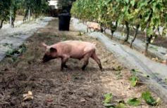 Biobagnolese Agriturismo - Foto 34