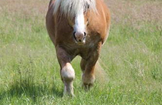 Die Spreewaldbetten - Bauernhof - Photo 11