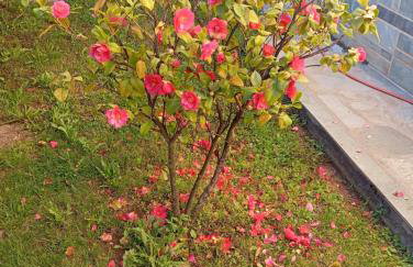 Αυλή της Ελιάς - Foto 23