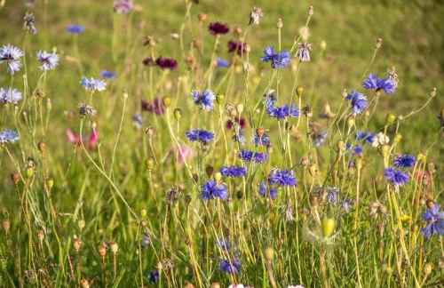 Wild Northumberland Glamping - Foto 62