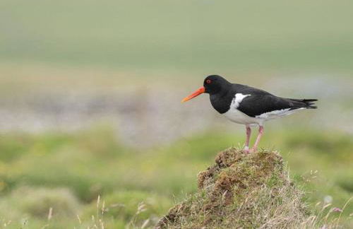 Newhall Cottage - Foto 11