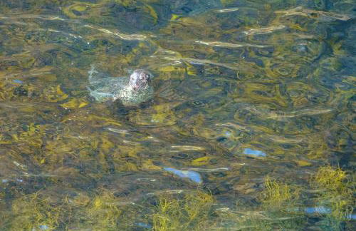 Voortrekker Shetland Holiday Apartments - Foto 24