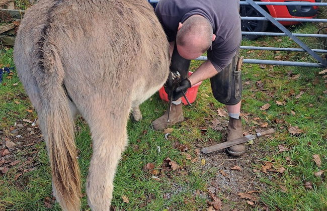 Idlewild Animal Sanctuary Farmhouse Stay - Charity - Photo 29