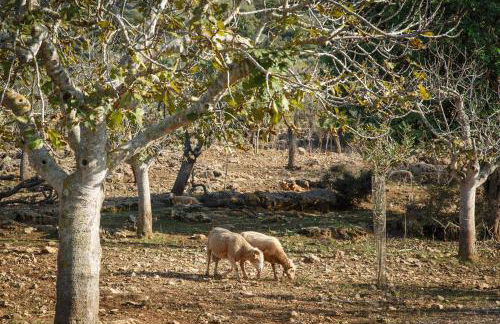 Agroturismo S'Arboçar - Foto 10
