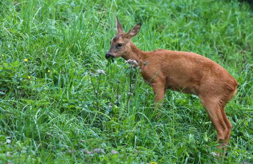 Caserío Ea - Foto 3