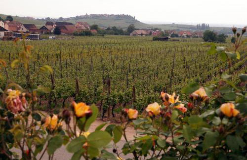 Gite Le Mandlé - Photo 21