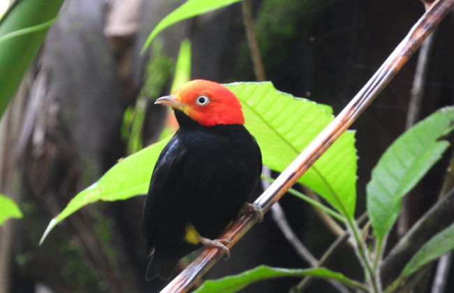 Esquipulas Rainforest - Foto 49