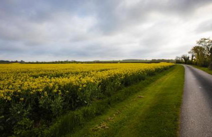 The Willows - Photo 39