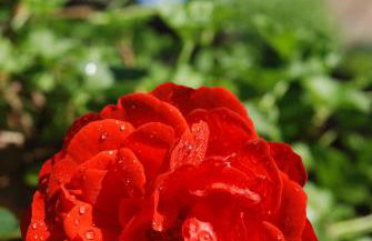 Castello di Volpaia - Foto 126