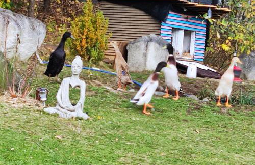 SielskoAnielsko k. Karpacza - Foto 24