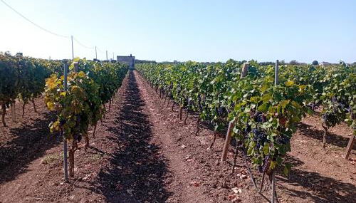 Casa vacanze Il Carrubo - Foto 5