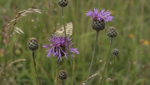 Ferienwohung zum Wasserfall - Foto 3