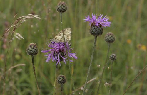 Ferienwohung zum Wasserfall - Foto 3