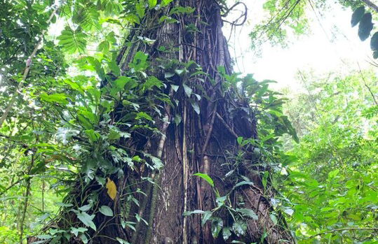 Ballena Bay, Casa Mar Azul - Foto 24