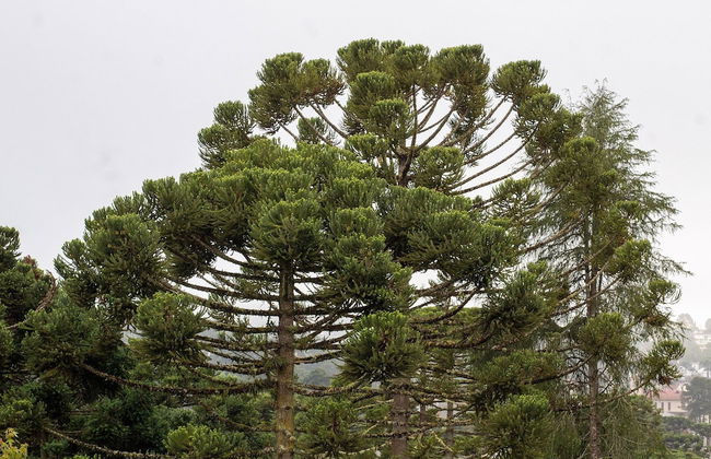 Apartamento Morro do Elefante - Photo 39