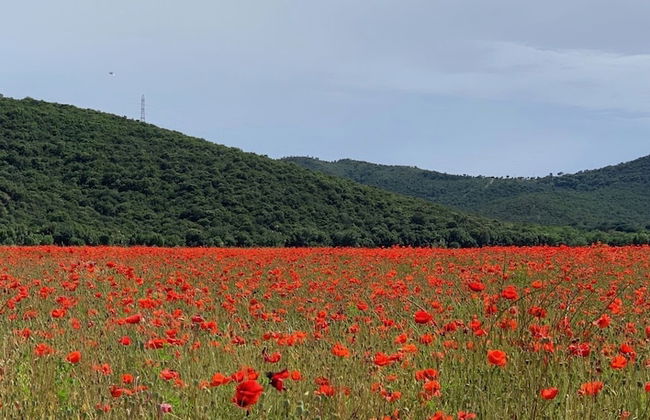 La Cigale Varoise - Hyères La Plage - Photo 28