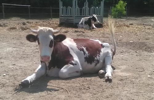 All'Antica Ruggine - Photo 6