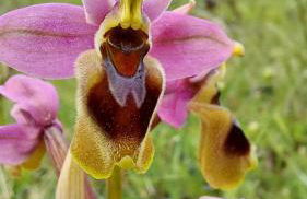 Quinta de São João - Foto 59