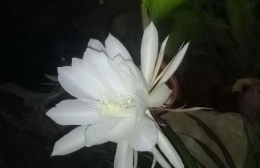 CASADORATA buen retiro vista mare - Foto 31