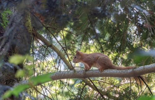 Domek nad jeziorem w górach - Foto 17