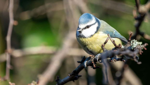 Trekking nella riserva di Inagua - Foto 4, Avvistando un fringuello azzurro
