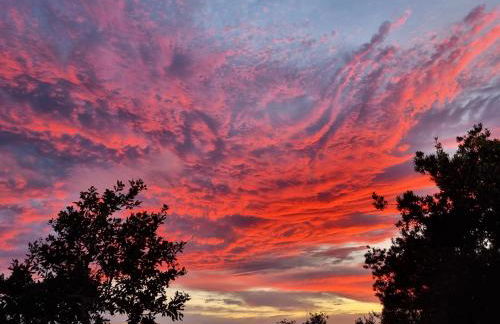 Iraña del bosque - Foto 22